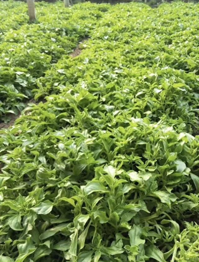 盐碱地土壤种菜难？试试种冰菜！长得好产量高，还能改良土壤