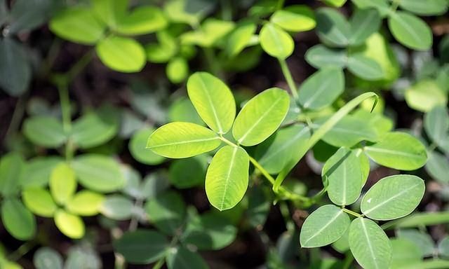 活了几十年，现在才知道原来"花生叶泡水″对人有这么多的好处！