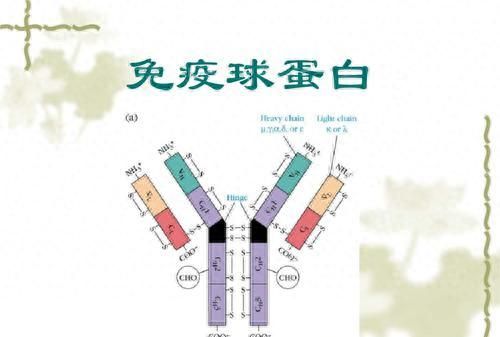 人体胎盘交易曝光，价格不菲！食用人体胎盘，到底滋补还是作死？