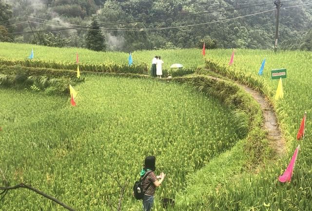 丰收节丨苏仙菜岭唱响高山鱼米丰收歌