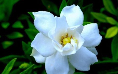 栀子花的药用价值是什么,栀子花有什么药用价值