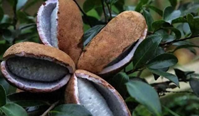这种紫色香蕉，果皮、果肉、果籽都能吃，你们见过吗？