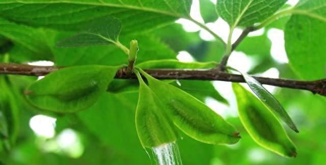 夏季良茶：本草纲目里的杜仲茶，了解一下！中年男士喝了好处多！