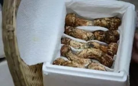 野生菌食材大全(野生菌高端食材)