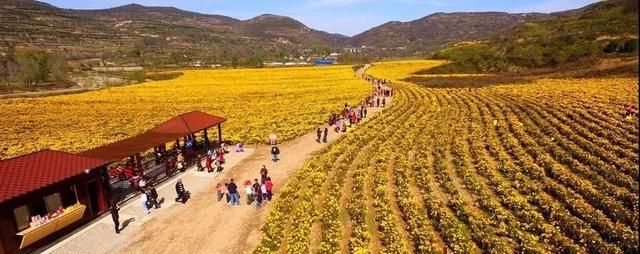 初祖农耕丨香、甜、润，你不知道的金丝皇菊的这几种食用方法！