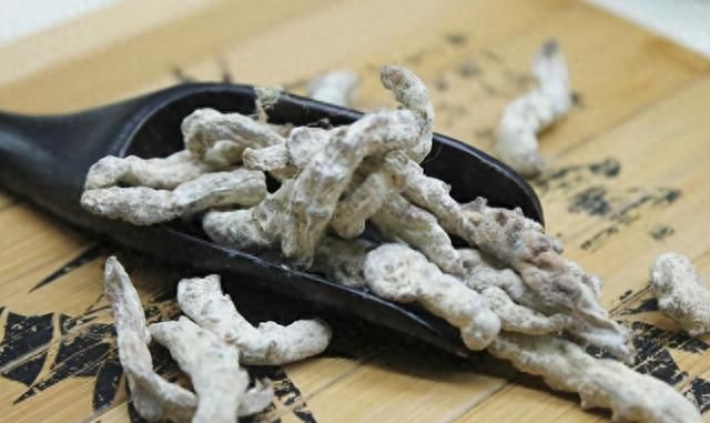农村中药材僵蚕是怎么来的？3个要点很关键，很多人并不了解
