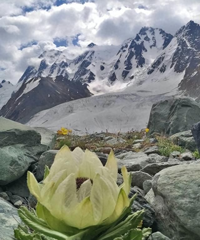 雪山上的“女神”，天山雪莲资源开发利用现状及可持续发展建议