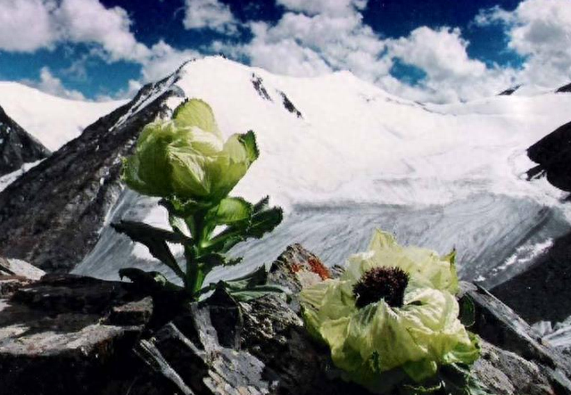 雪山上的“女神”，天山雪莲资源开发利用现状及可持续发展建议