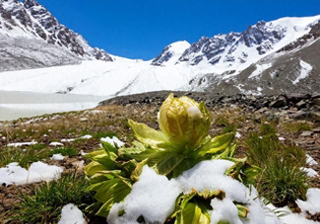 雪山上的“女神”，天山雪莲资源开发利用现状及可持续发展建议