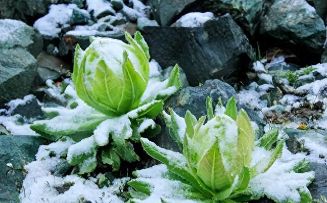 雪山上的“女神”，天山雪莲资源开发利用现状及可持续发展建议