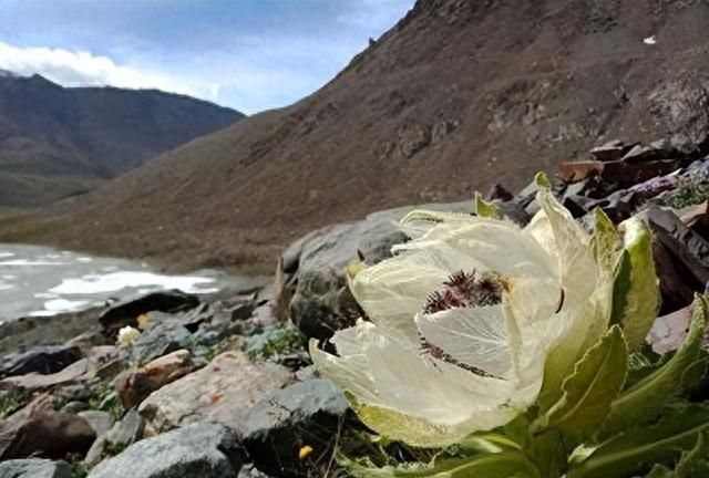 雪山上的“女神”，天山雪莲资源开发利用现状及可持续发展建议