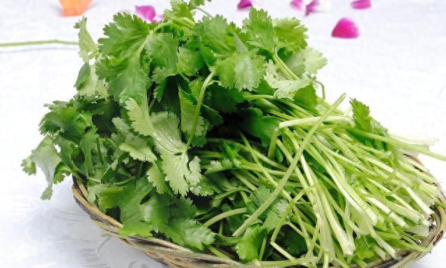 香菜根不要扔，将它栽种在花盆里，只多一步骤就能长茂盛