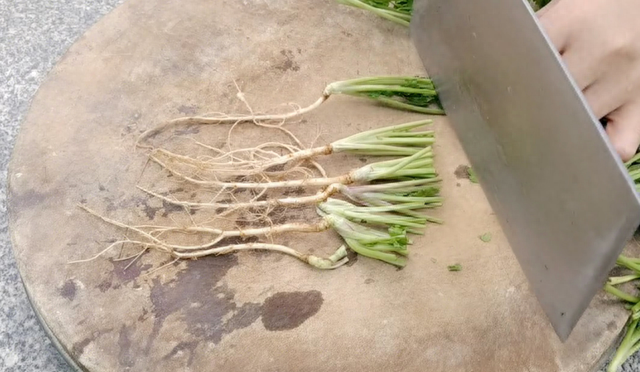 香菜根不要扔，将它栽种在花盆里，只多一步骤就能长茂盛