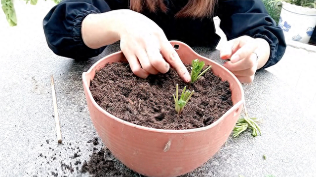 香菜根不要扔，将它栽种在花盆里，只多一步骤就能长茂盛