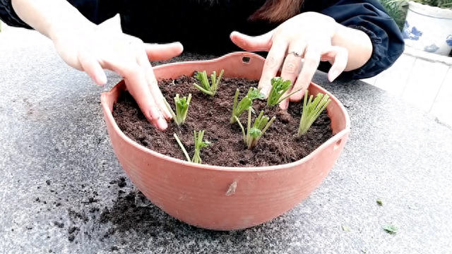 香菜根不要扔，将它栽种在花盆里，只多一步骤就能长茂盛