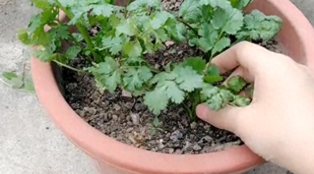 香菜根不要扔，将它栽种在花盆里，只多一步骤就能长茂盛