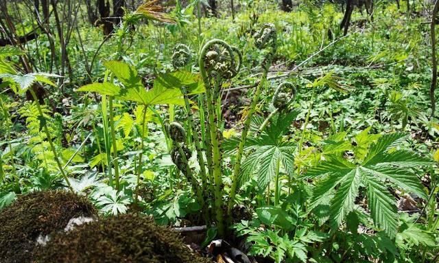 山野菜猴子腿好吃吗有什么功效(东北山野菜猴腿菜有什么营养)图4