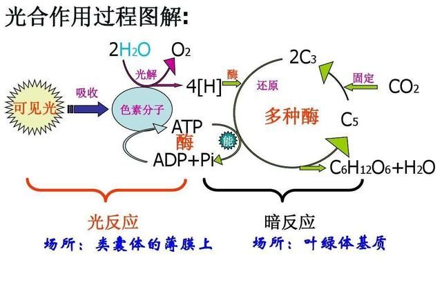 为什么发菜不属于一级保护植物,发菜是什么时候被列为保护植物的图2