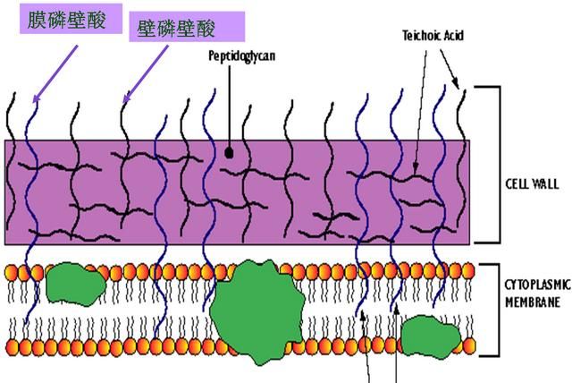为什么发菜不属于一级保护植物,发菜是什么时候被列为保护植物的图3