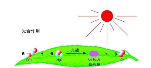 为什么发菜不属于一级保护植物,发菜是什么时候被列为保护植物的图5