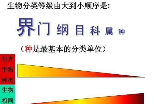 为什么发菜不属于一级保护植物,发菜是什么时候被列为保护植物的图8