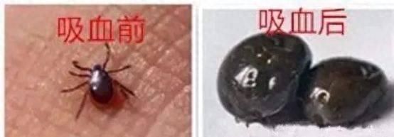 紧急提醒！出门一定要小心它！否则被咬后，可能命就没了