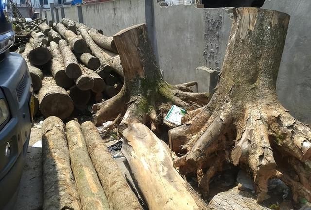 花400000买根直径3米的大原木，锯开里面全是龙胆，该用来做什么