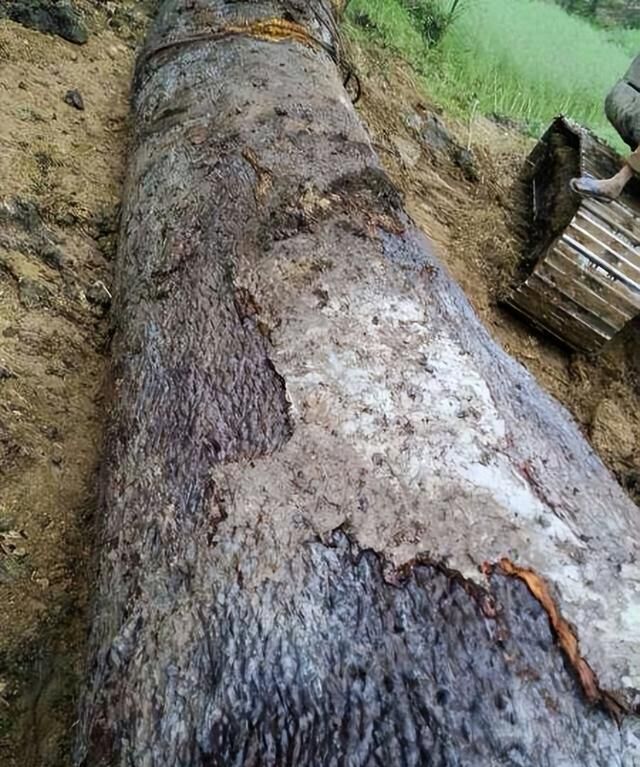 花400000买根直径3米的大原木，锯开里面全是龙胆，该用来做什么