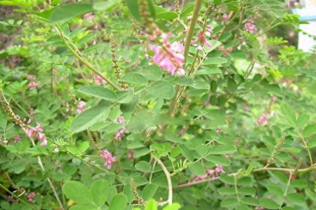 你知道多花木兰到底是作什么用途？多花木兰的种植方法介绍