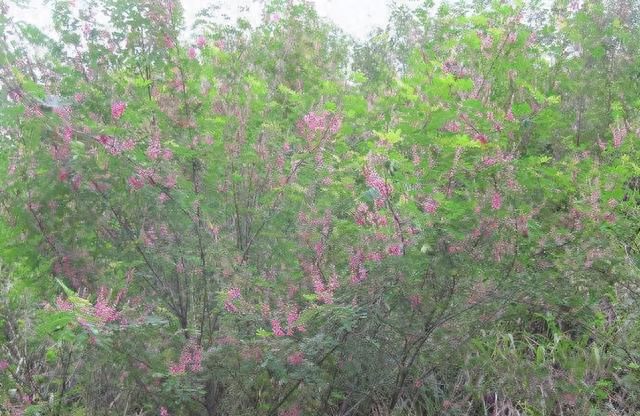 你知道多花木兰到底是作什么用途？多花木兰的种植方法介绍
