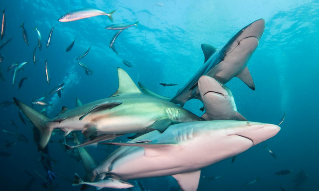 你知道鲨鱼有多神奇吗？快来看看它们在海洋生态系统中的重要作用