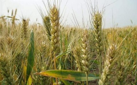 小麦和麦麸有什么区别(麦糠和麦麸的区别)
