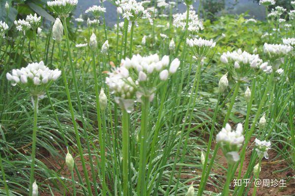 菊花可以泡几次水呢？ 养生壶泡菊花可以泡几次？图6