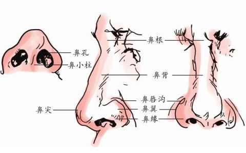 鼻黏膜怎么修复？ 黏膜层和黏膜固有层的关系？
