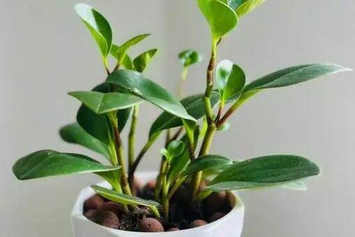 植物激素的作用机理？