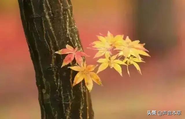 深秋养生知识？图1
