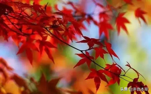 深秋养生知识？图2