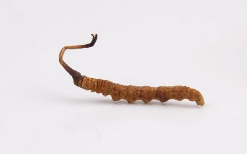 冬虫夏草功效作用，揭秘冬虫夏草的价值真相