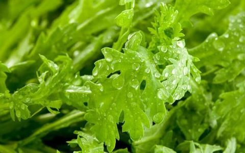 茼蒿的功效与作用及营养价值介绍