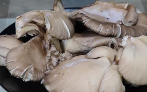 平菇的做法：平菇炒肉片的做法步骤